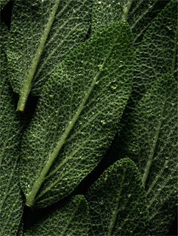 Prebiotic Mist